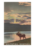 Moose by Lake, Whitefish, Montana Posters