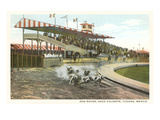 Dog Races, Agua Caliente, Tijuana, Mexico Posters