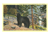 Black Bear, Glacier Park, Montana Posters