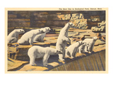 Polar Bears in Zoo, Detroit, Michigan Prints