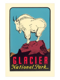 Rocky Mountain Goat, Glacier National Park, Montana Poster