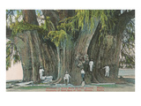 Ahueheute, Bald Cypress, Tule, Oaxaca, Mexico Photo