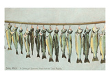 Hanging Trout, Soo Rapids, Michigan Posters