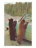 Bears Begging at Side of Car Prints