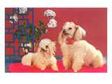Two Poodles Prints
