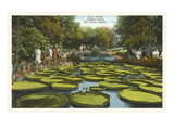 Lily Pads, Como Park, St. Paul, Minnesota Posters