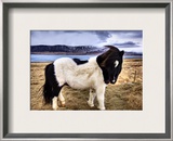 Icelandic Sheepdog Framed Photographic Print by Trey Ratcliff