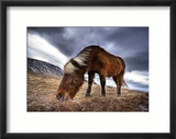 An Icelandic Horse in the Wild Lámina fotográfica enmarcada por Trey Ratcliff