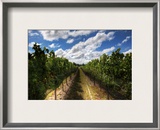 The Wines of New Zealand Framed Photographic Print by Trey Ratcliff