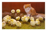 Kitten with Chicks Fotografie Kitten with Chicks Fotografie