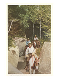Bretton Woods Rangers, New Hampshire Photo