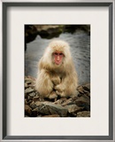 Snowy the Snow Monkey Framed Photographic Print by Trey Ratcliff