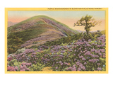 Rhododendrons, Blue Ridge Parkway, North Carolina Lámina Rhododendrons, Blue Ridge Parkway, North Carolina Lámina