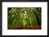 The Bamboo Forest Lámina fotográfica enmarcada por Trey Ratcliff