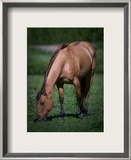 Horse in Field Framed Photographic Print by Trey Ratcliff