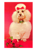 Poodle with Roses Posters