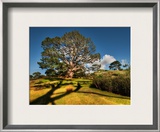 Bilbo's Hobbit Hole and the Party Tree in the Shire Framed Photographic Print by Trey Ratcliff
