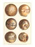 Hopi Polychrome Pottery from Sikyatki Poster