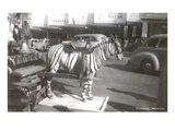 Tijuana Faux Zebra Prints