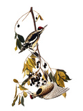 Audubon: Sapsucker, 1827-38 Giclee-vedos tekijänä John James Audubon Audubon: Sapsucker, 1827-38 Giclee-vedos tekijänä John James Audubon