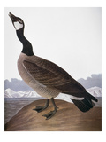 Audubon: Goose, 1827 Giclee Print by John James Audubon