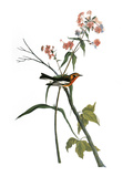 Audubon: Warbler, 1827-38 Giclee Print by John James Audubon