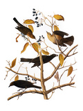 Audubon: Blackbird, 1827 Giclee Print by John James Audubon