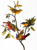Audubon: Bunting, 1827 Giclee Print by John James Audubon