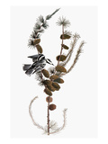 Audubon: Warbler, 1827-38 Giclee Print by John James Audubon