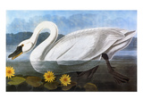 Audubon: Swan, 1827 Giclee Print by John James Audubon