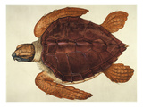 Loggerhead Turtle, 1585 reproduction procédé giclée par John White
