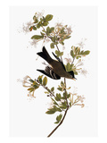 Audubon: Pewee, 1827-38 Impressão giclée por John James Audubon