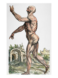Vesalius: Muscles 02, 1543 Impressão giclée por Andreas Vesalius Vesalius: Muscles 02, 1543 Impressão giclée por Andreas Vesalius