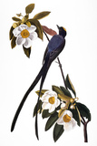 Audubon: Flycatcher, 1827 Giclee Print by John James Audubon