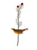 Audubon: Warbler, 1827 Giclee-trykk av John James Audubon
