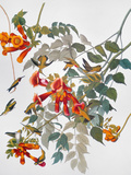 Audubon: Hummingbird reproduction procédé giclée par John James Audubon