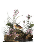 Audubon: Sparrow, 1827-38 Giclee Print by John James Audubon
