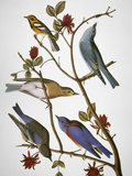 Audubon: Bluebirds Giclee Print by John James Audubon
