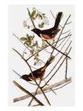 Audubon: Towhee Giclee Print by John James Audubon