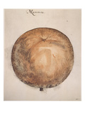 Botany: Mammee, 1585 Giclee Print by John White