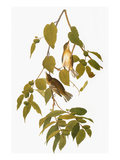 Audubon: Warbler Giclee Print by John James Audubon