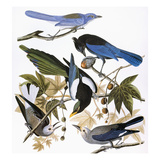 Audubon: Jay And Magpie Giclee Print by John James Audubon