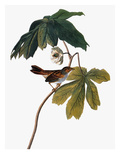 Audubon: Sparrow, 1827-38 Giclee Print by John James Audubon