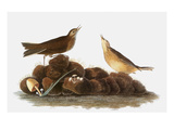 Audubon: Water Pipit, 1827 Impressão giclée por John James Audubon Audubon: Water Pipit, 1827 Impressão giclée por John James Audubon
