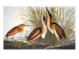 Audubon: Bittern Giclee Print by John James Audubon