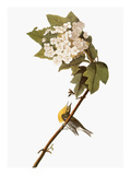 Audubon: Warbler, 1827-38 Giclee Print by John James Audubon