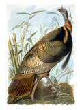 Dinde sauvage reproduction procédé giclée par John James Audubon