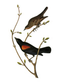 Audubon: Blackbird Giclee Print by John James Audubon