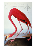 Audubon: Flamingo, 1827 Giclee Print by John James Audubon