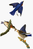Audubon: Bluebird Giclee Print by John James Audubon